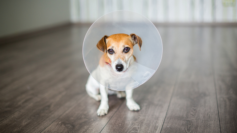 Nice dog Jack Russell terrier sitting with vet Elizabethan collar on the gray floor