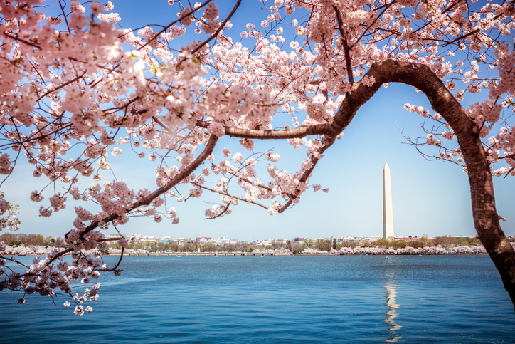 Washington Monument in Washington DC surrounded by flowering Japanese cherry blossom trees in spring on the Tidal Basin.